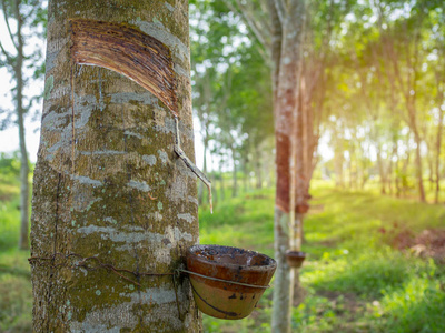 橡胶树和碗乳白色乳胶.天然橡胶的来源.橡胶树的攻丝乳胶照片