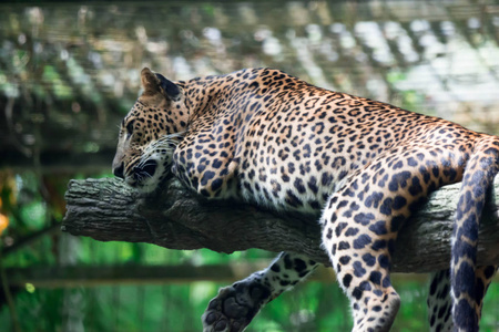 在新加坡动物园内的树枝上休息时, 一只豹豹豹豹。五颜六色的野生动物照片
