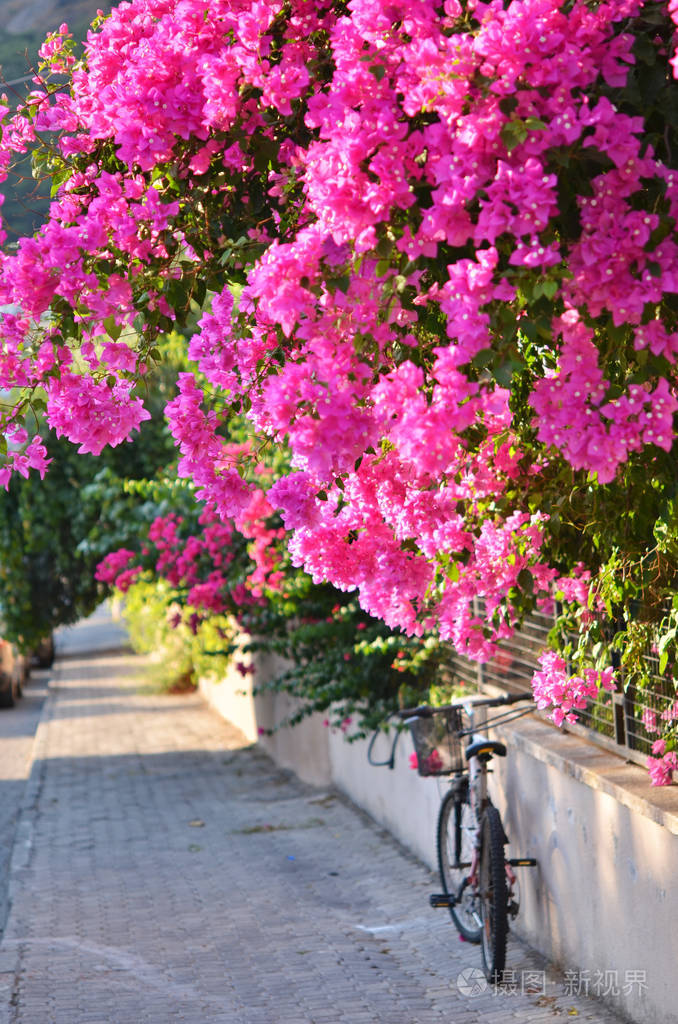 典型的mediterranian室外街道在夏天花盛开的叶子