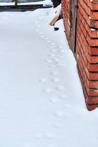 一只猫在一个晴朗寒冷的冬日里, 在一栋私人房子的庭院里, 一只干净而又深的雪中的痕迹
