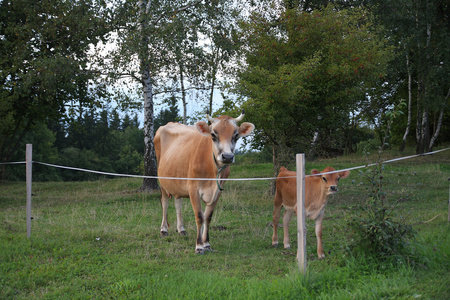 泽西牛在草地上夏季牧场