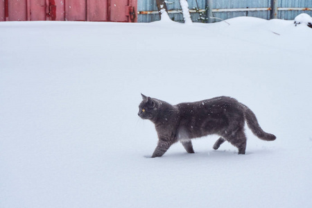 在寒冷的冬日, 一只黑灰色的猫在一栋私人房子的领地上漫步在雪白的白雪上。