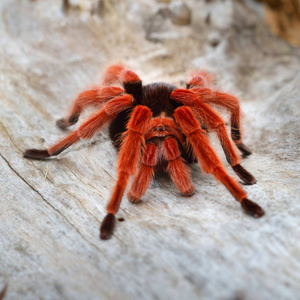 红色长脚蜘蛛图片