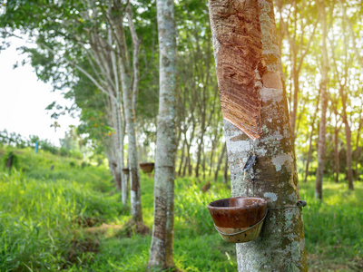 天然橡胶的来源.橡胶树的攻丝乳胶照片