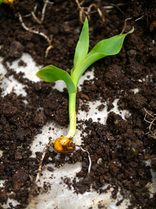 年轻的玉米幼苗