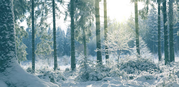 冬季森林中的日落。冬季自然背景