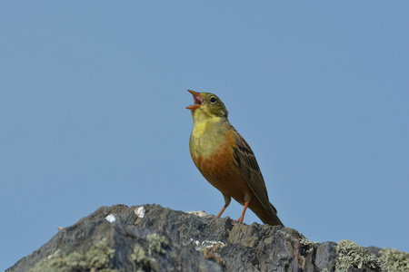 奥尔彩旗黄喉鹀 hortulana