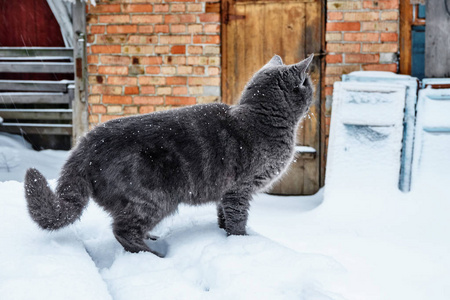 在寒冷的冬日, 一只黑灰色的猫在一栋私人房子的领地上漫步在雪白的白雪上。