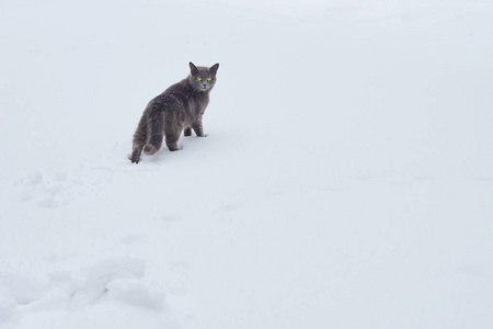 在寒冷的冬日, 一只黑灰色的猫在一栋私人房子的领地上漫步在雪白的白雪上。