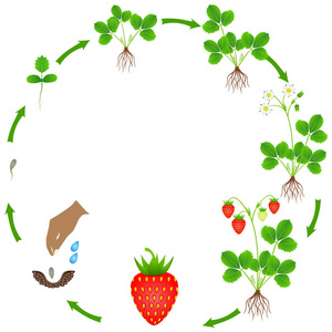 在白色背景查出的草莓植物生长的周期照片