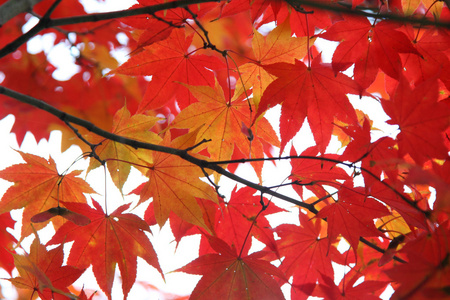 彩色的秋天的树叶特写飞驒民俗村高山日本