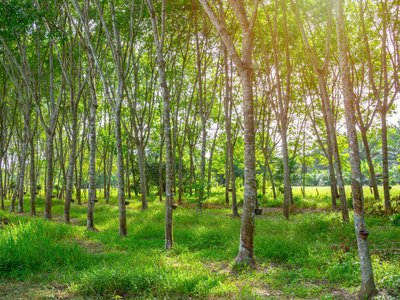 天然乳胶枕图片