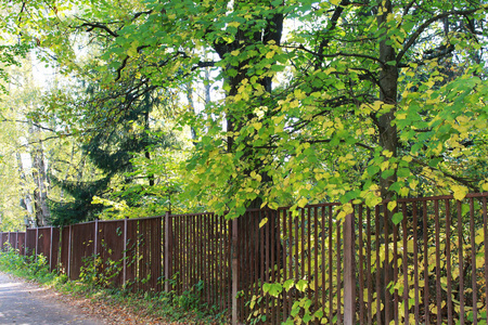 秋天。秋天有趣的颜色。美丽的小径与围栏在城市植物园