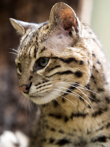 Geoffroy 的猫, 南美八字, 是一只南美小猫