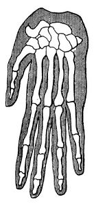 有机统一和亲属关系, 猩猩, 老式雕刻插图。地球在人之前1886