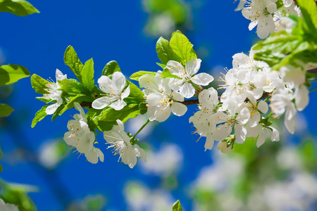 苹果花