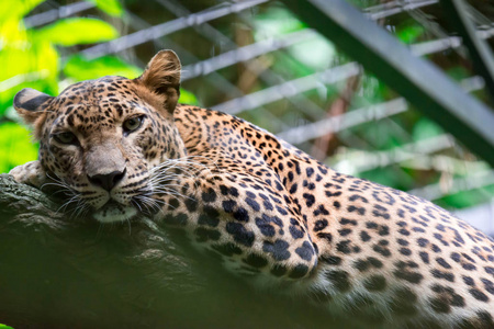 在新加坡动物园内的树枝上休息时, 一只豹豹豹豹。五颜六色的野生动物照片