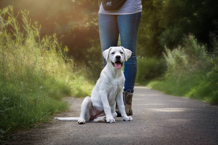 年轻可爱的白色拉布拉多猎犬犬狗与漂亮的脸户外