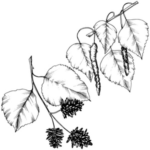 矢量秋叶。叶植物植物园花叶。独立的插图元素。背景纹理包装图案框架或边框的矢量叶