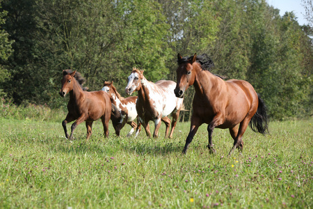 自由运行群马在自由中运行照片