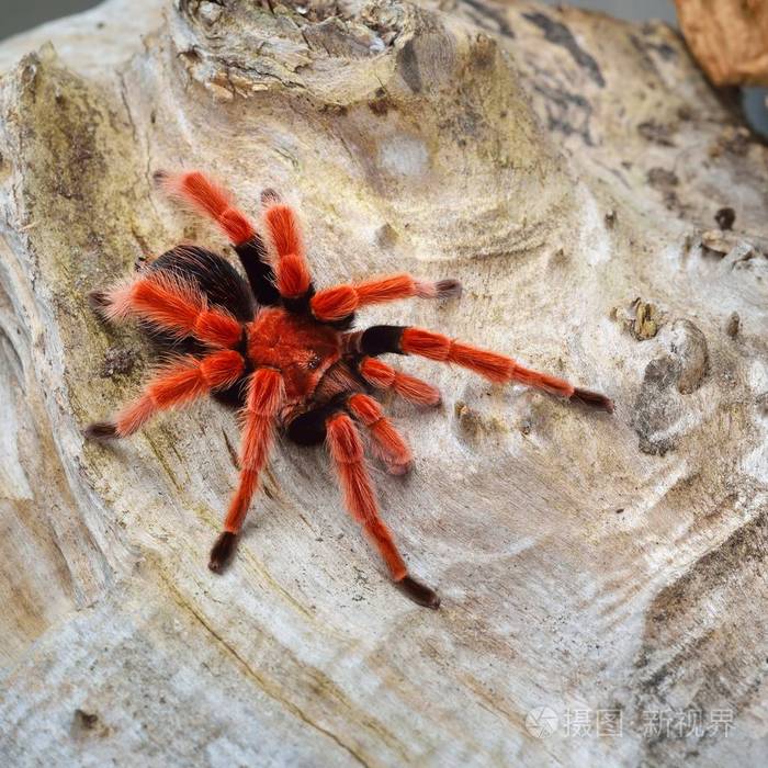 birdeater 蜘蛛蛛 brachypelma boehmei 在天然林环境中.