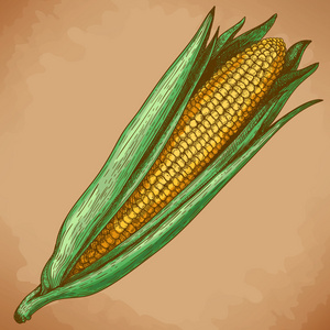 玉米的雕刻木刻插图图片