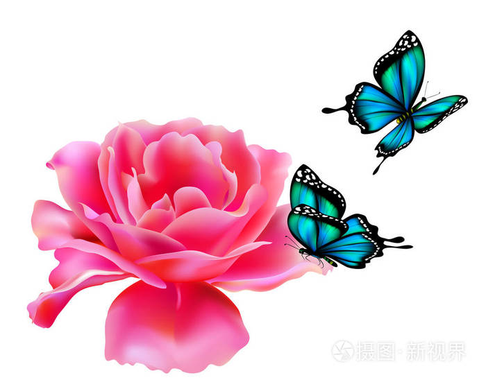 美丽的粉红色玫瑰和蓝色蝴蝶被隔离在白色背景上