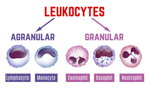 白细胞方案图像