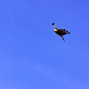 飞行黑风筝 Milvus migrans 在华威, 沃里克郡, 英国