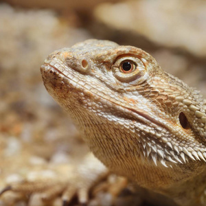 中央胡须龙 pogona vitticeps 特写视图