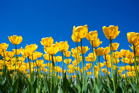 郁金香花