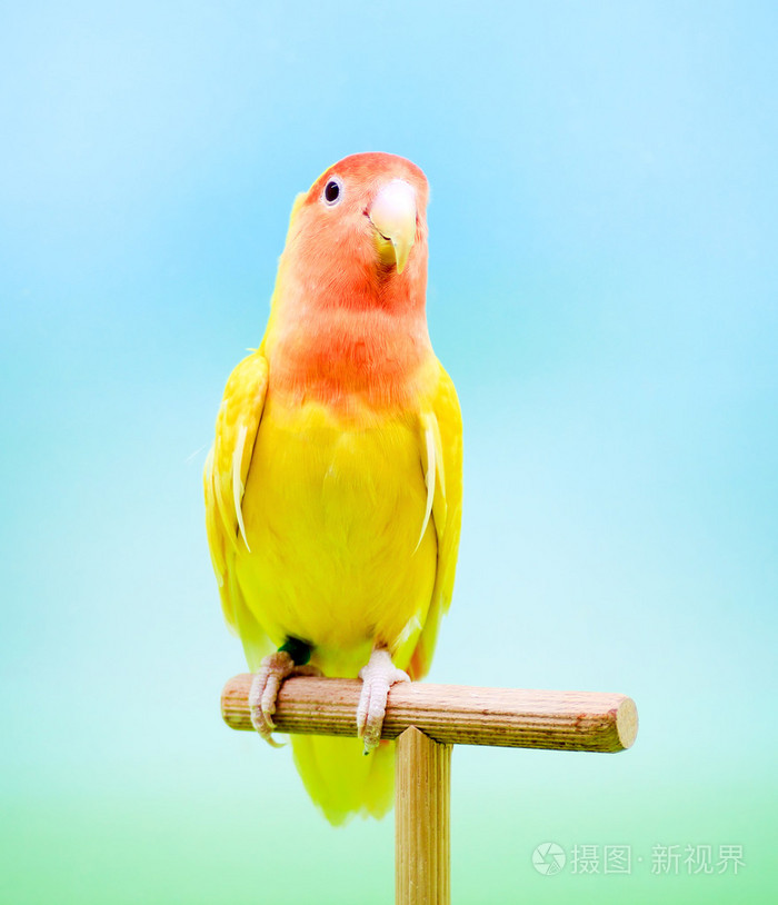 莱博(相思鸟 roseicollis) 黄色和红色变身