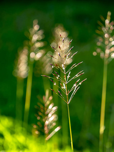 在模糊背景上关闭金色胡须草。 中国