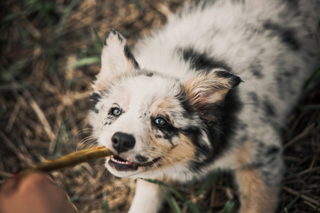 漂亮的小狗边境牧羊犬