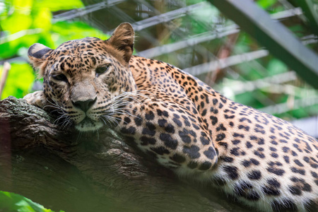 照片新加坡在新加坡动物园内的树枝上休息时, 一只豹豹豹豹.