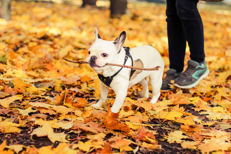 法国斗牛犬万圣节秋季公园