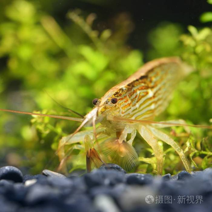 水族馆亚洲玻璃虾特写图