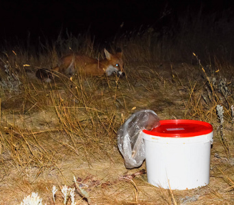 狐狸在夜里寻找食物。狐狸旁边是一个白色的水桶与食物废物