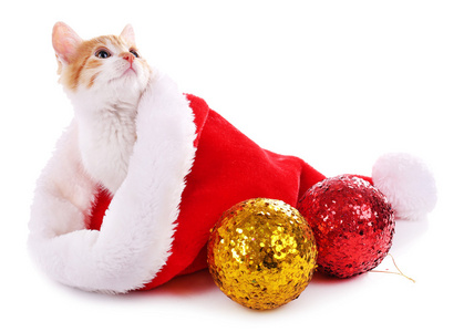 小猫在孤立的白色衬底上的圣诞帽