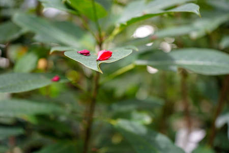 辣麻疯树图片 辣麻疯树素材 辣麻疯树插画 摄图新视界