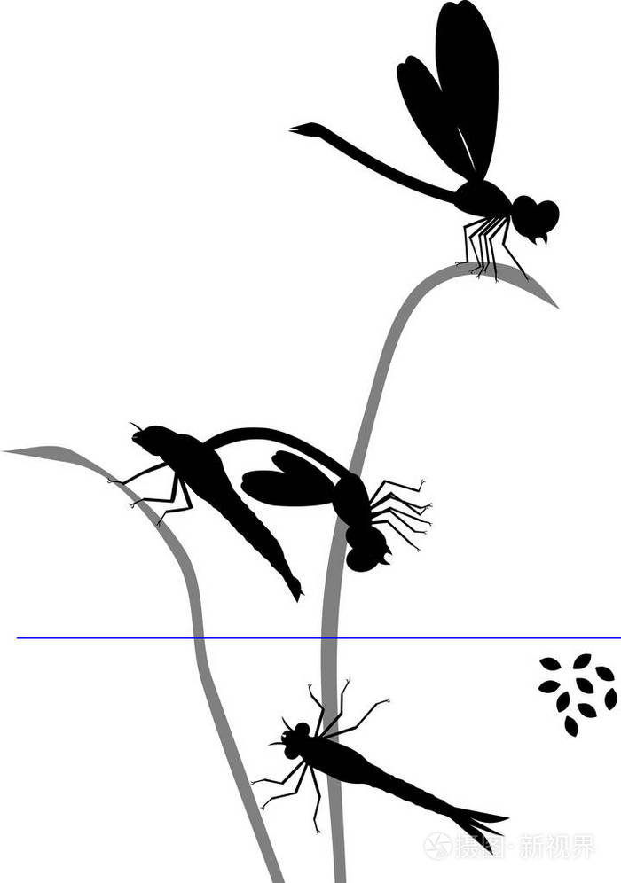 蜻蜓的生命周期从卵到成虫的蜻蜓发育阶段序列