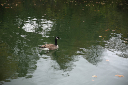 加拿大鹅在秋湖的水面上