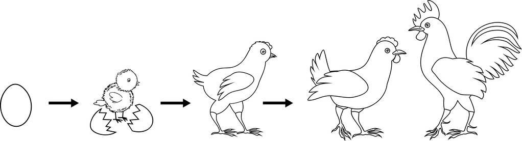 小鸡的生长过程简笔画图片