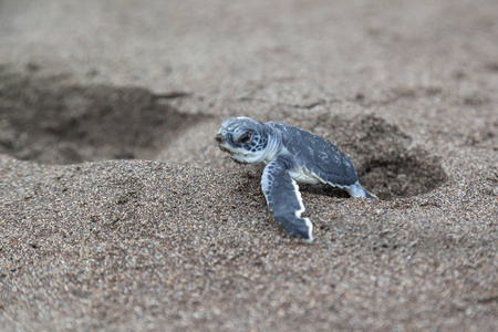 在哥斯达黎加, 一只小绿海龟 cholonia mydas 在海滩上爬上大海