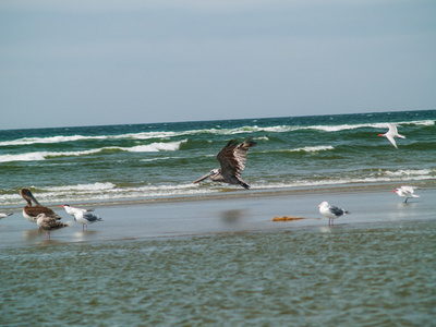 海鸟在海滩上