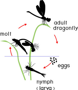 蜻蜓的生命周期。从卵到成虫的蜻蜓发育阶段序列