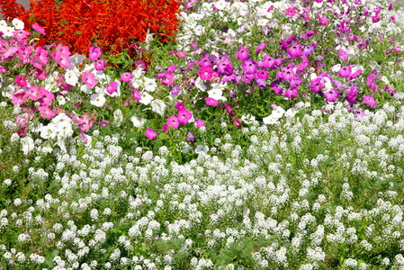 鲜花背景