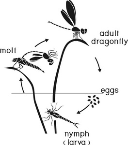 蜻蜓的生命周期。从卵到成虫的蜻蜓发育阶段序列