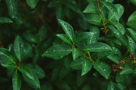 绿叶在雨后的水滴