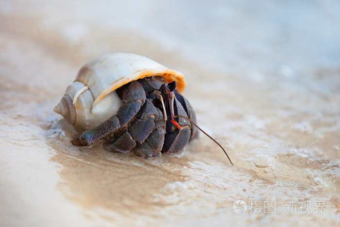 在海边的贝壳寄居蟹